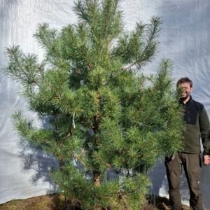 Skovfyr – nr. 25-406 J