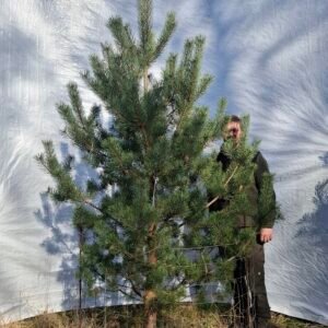 Skovfyr – nr. 25-407 J