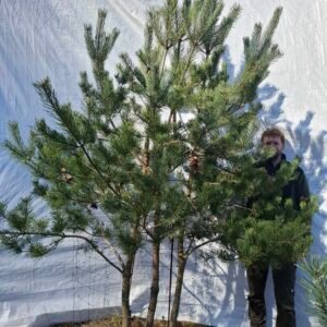 Flerstammet skovfyr – nr. 25-408 i