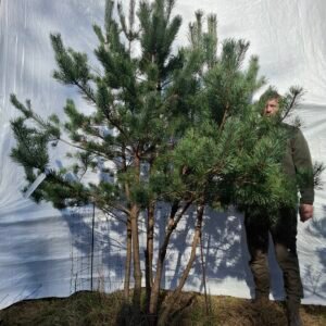 Flerstammet skovfyr – nr. 25-409 i