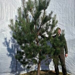 Skovfyr – nr. 25-410 J