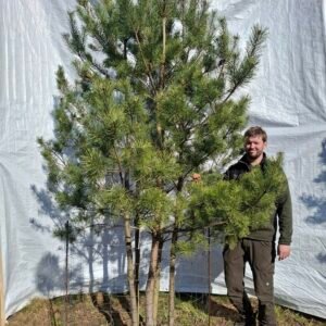 Flerstammet skovfyr – nr. 25-411 i