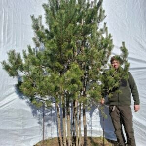 Flerstammet skovfyr – nr. 25-412 i