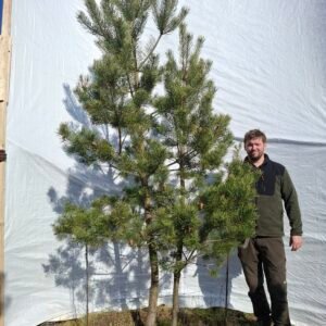 Flerstammet skovfyr – nr. 25-413 J