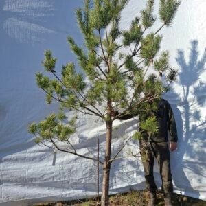 Skovfyr – nr. 25-414 K