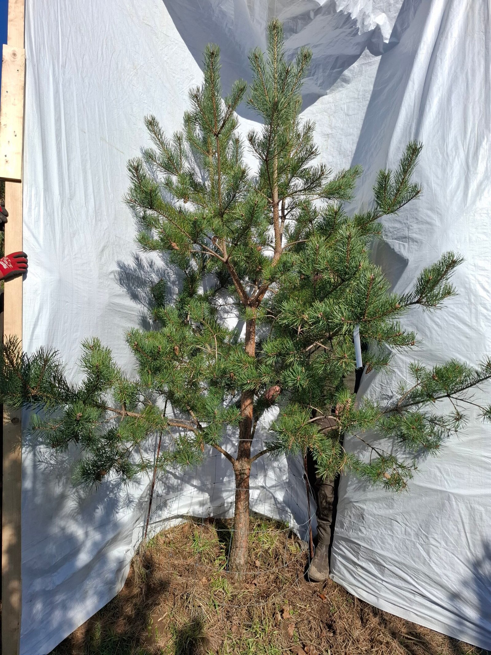 Skovfyr – nr. 25-415 G