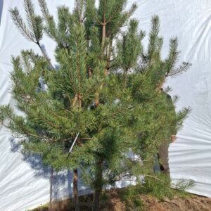 Flerstammet skovfyr – nr. 25-417 F