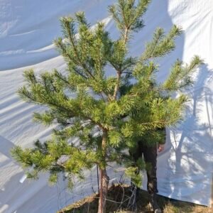 Skovfyr – nr. 25-418 C