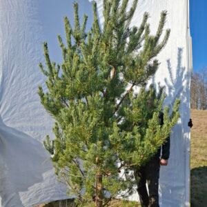 Skovfyr – nr. 25-419 B