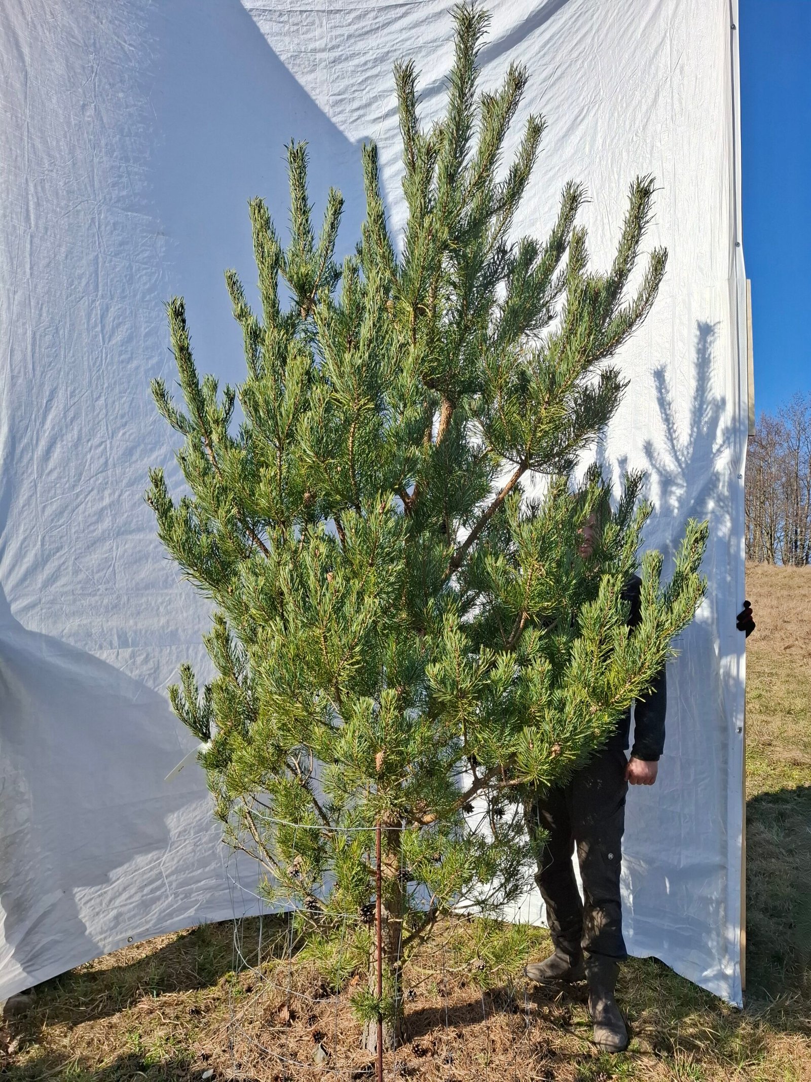 Skovfyr – nr. 25-419 B