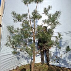 Stenhøjgårds skovfyr – nr. 25-421