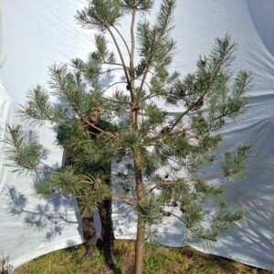 Stenhøjgårds skovfyr – nr. 25-422