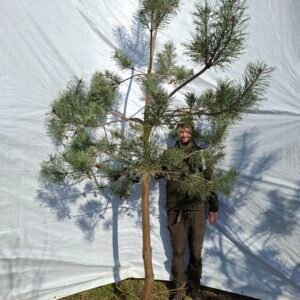 Stenhøjgårds skovfyr – nr. 25-423