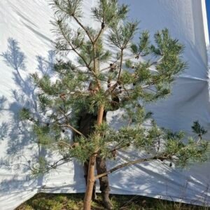 Stenhøjgårds skovfyr – nr. 25-424