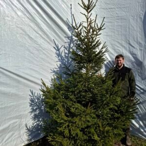 Rødgran – nr. 25-425