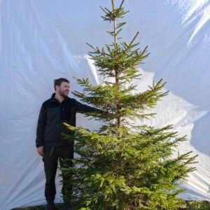 Rødgran – nr. 25-426