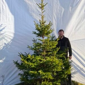 Rødgran – nr. 25-427