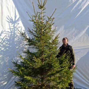 Rødgran – nr. 25-428