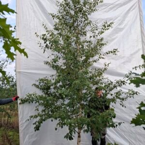 Himalaya birk – nr. 26-145