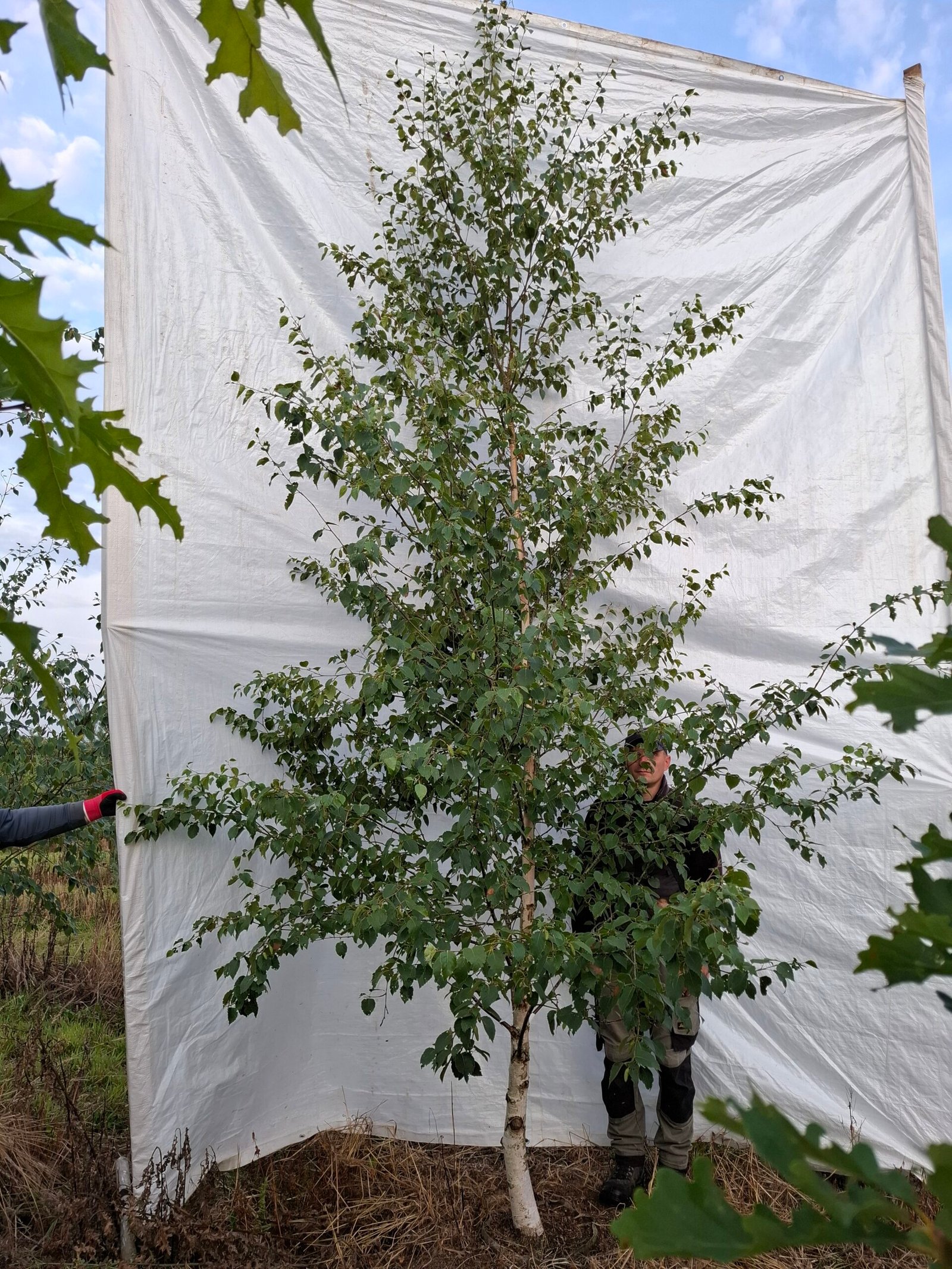 Himalaya birk – nr. 26-145
