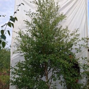 Himalaya birk – nr. 26-156