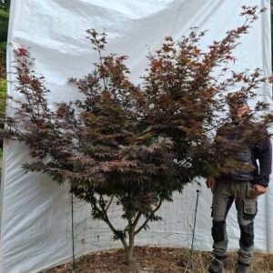 Japansk ahorn 'Bloodgood' - nr. 26-199