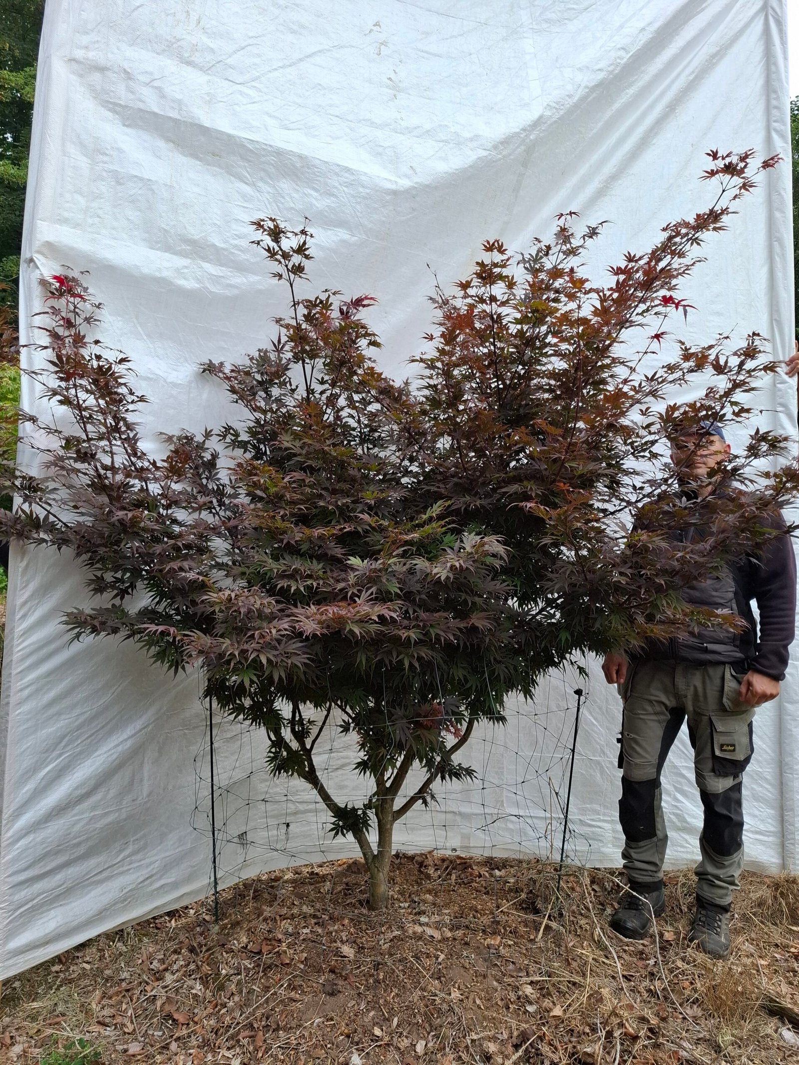 Japansk ahorn 'Bloodgood' - nr. 26-199