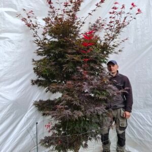 Japansk ahorn 'Bloodgood' - nr. 26-200