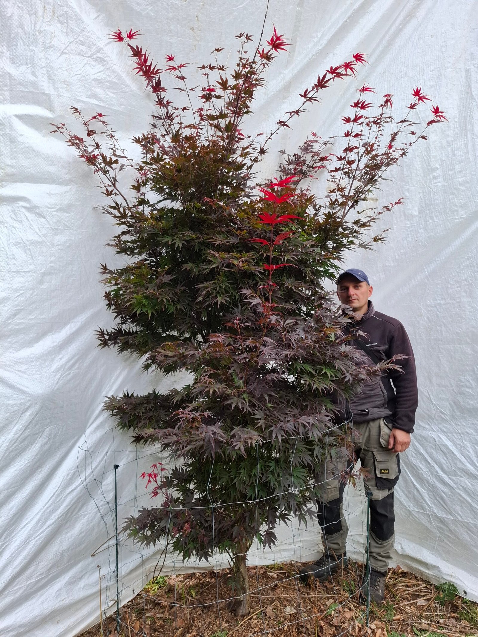 Japansk ahorn 'Bloodgood' - nr. 26-200