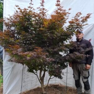 Japansk ahorn 'Bloodgood' - nr. 26-201