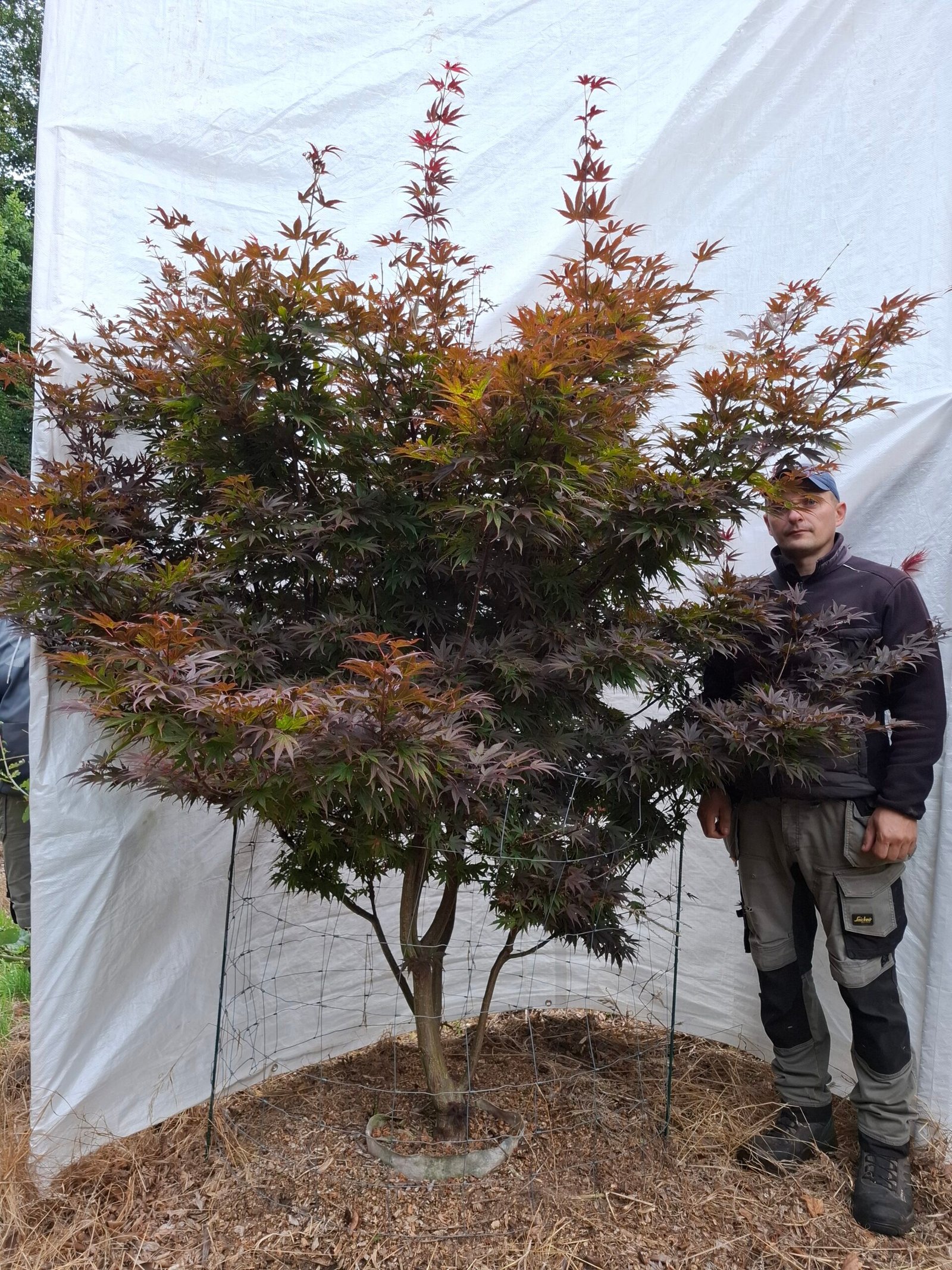 Japansk ahorn 'Bloodgood' - nr. 26-201