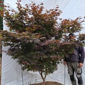 Japansk ahorn 'Bloodgood' - nr. 26-202
