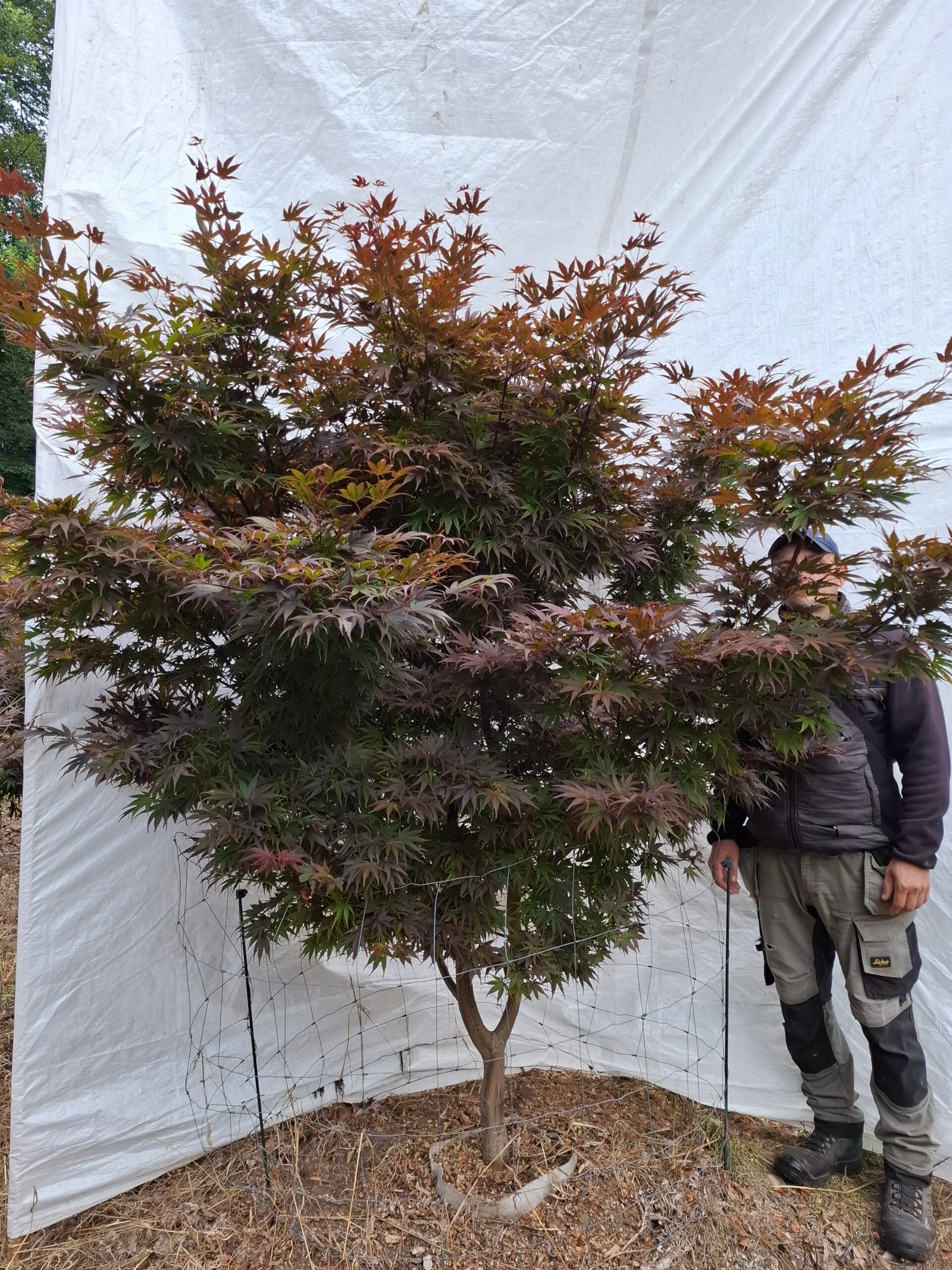 Japansk ahorn 'Bloodgood' - nr. 26-202