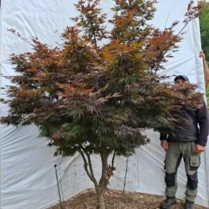 Japansk ahorn 'Bloodgood' - nr. 26-203