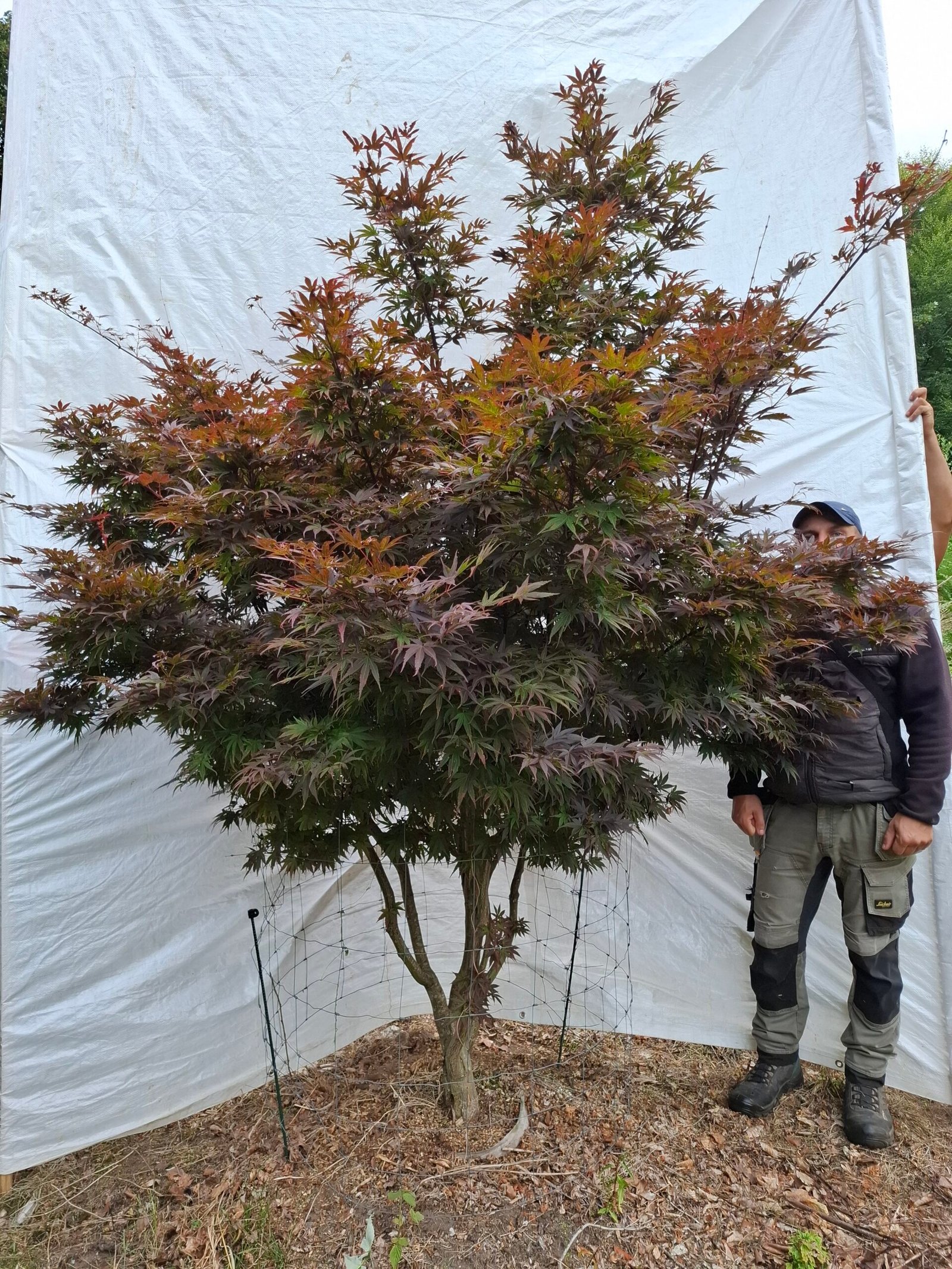 Japansk ahorn 'Bloodgood' - nr. 26-203