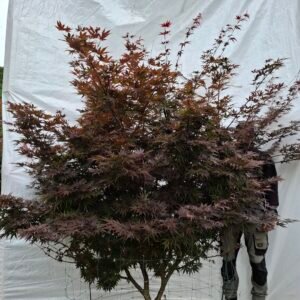 Japansk ahorn 'Bloodgood' - nr. 26-204