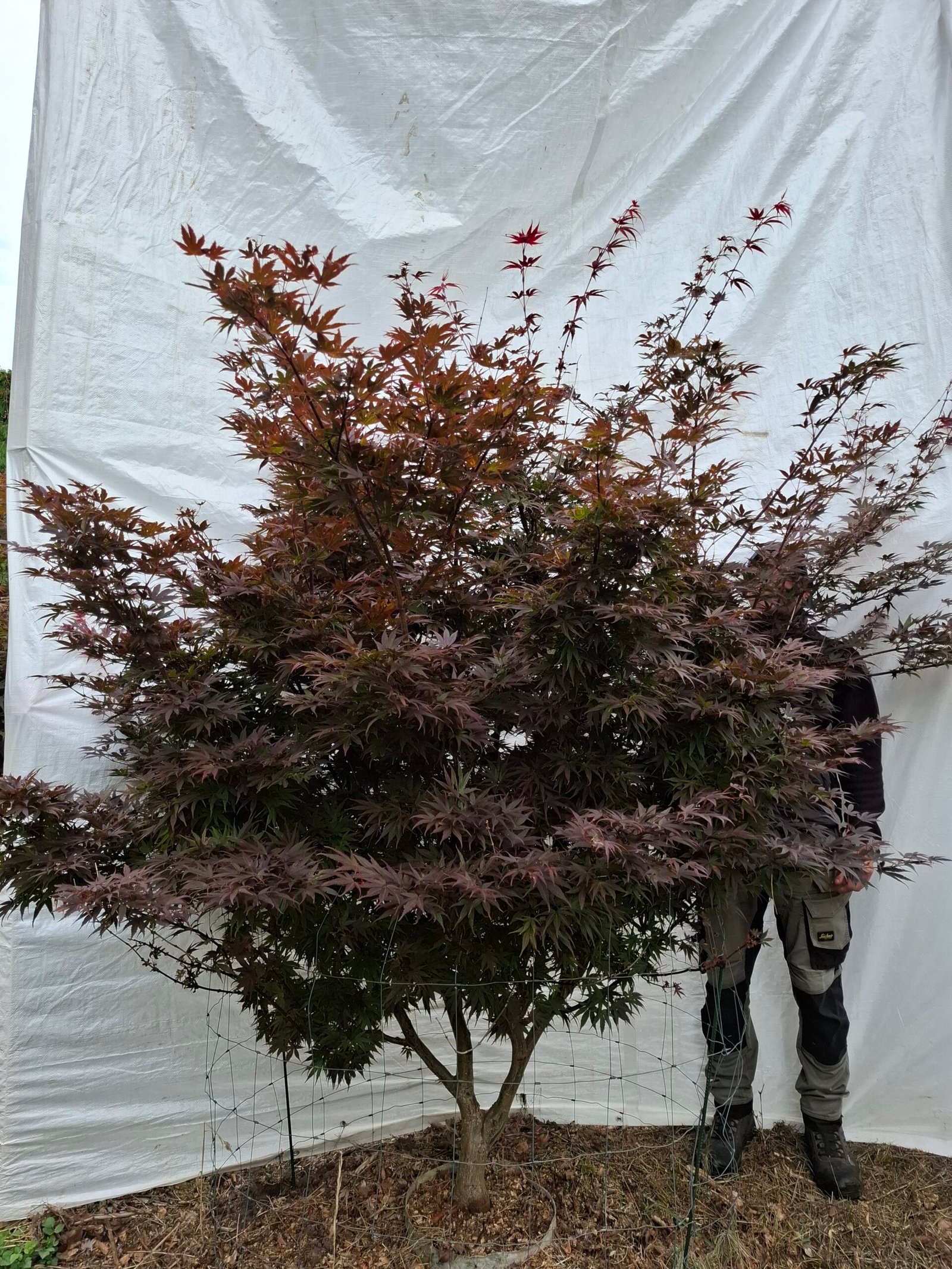 Japansk ahorn 'Bloodgood' - nr. 26-204