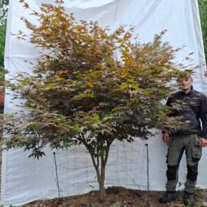 Japansk ahorn 'Bloodgood' - nr. 26-205