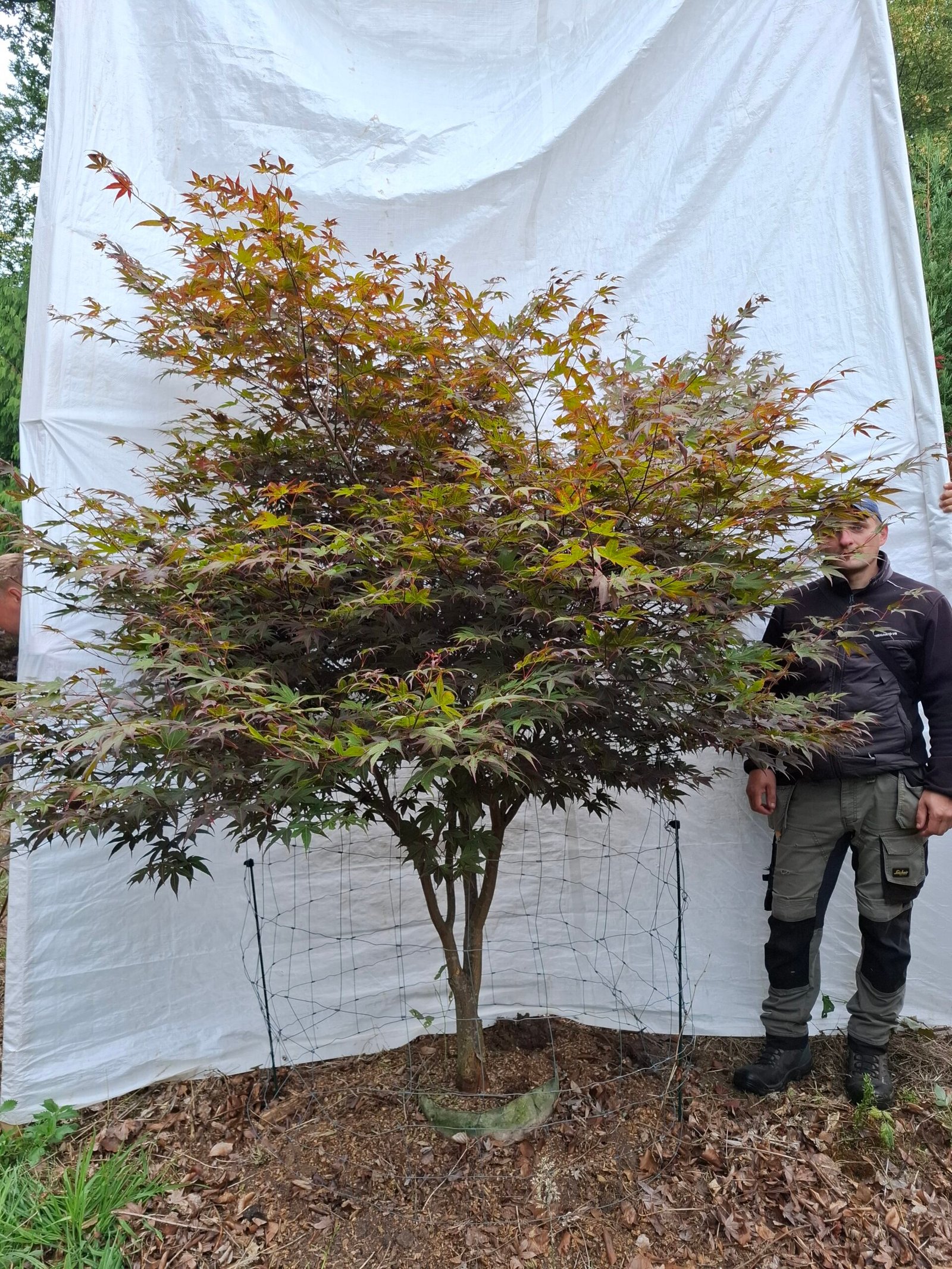 Japansk ahorn 'Bloodgood' - nr. 26-205