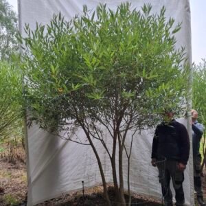 Skørpil 'Bullata' – nr. 26-235