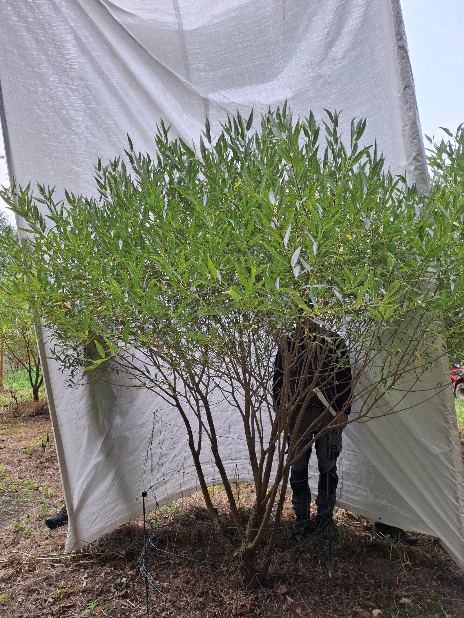 Skørpil 'Bullata' – nr. 26-236