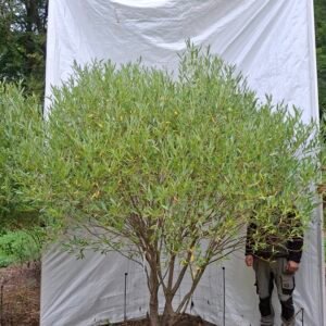 Skørpil 'Bullata' – nr. 26-237