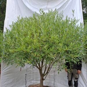 Skørpil 'Bullata' – nr. 26-238