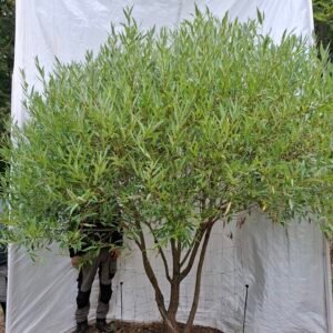 Skørpil 'Bullata' – nr. 26-239
