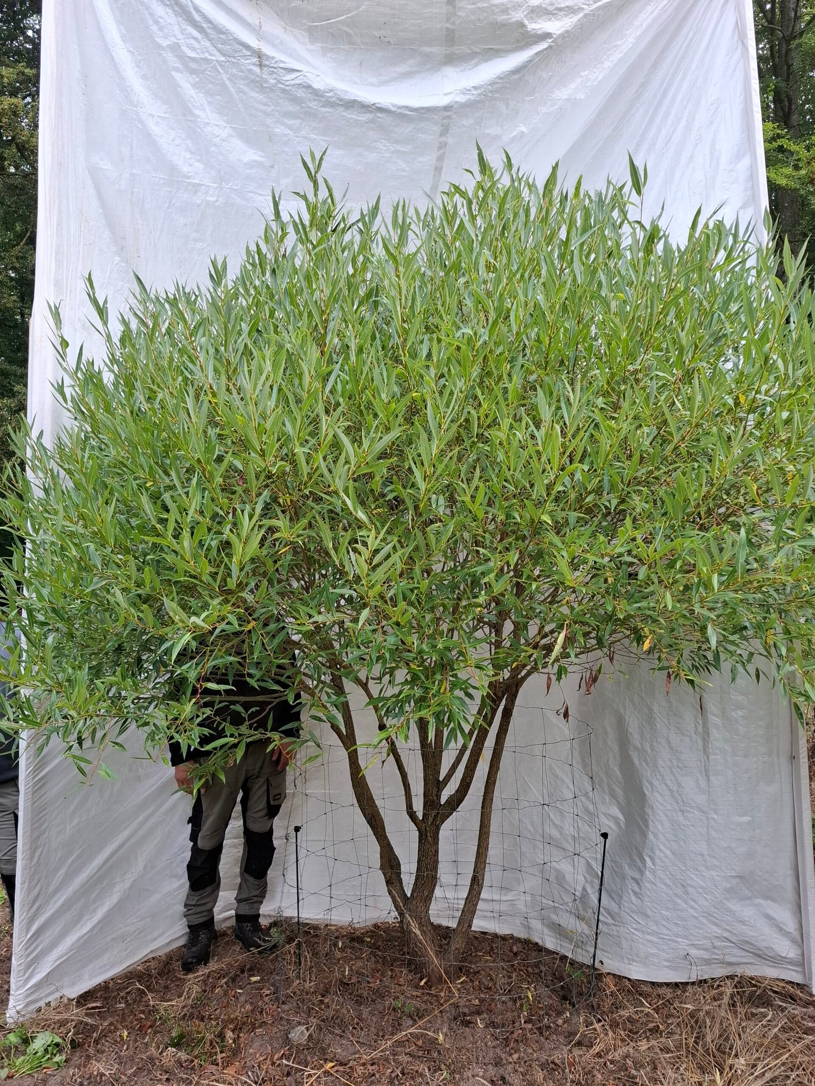 Skørpil 'Bullata' – nr. 26-239