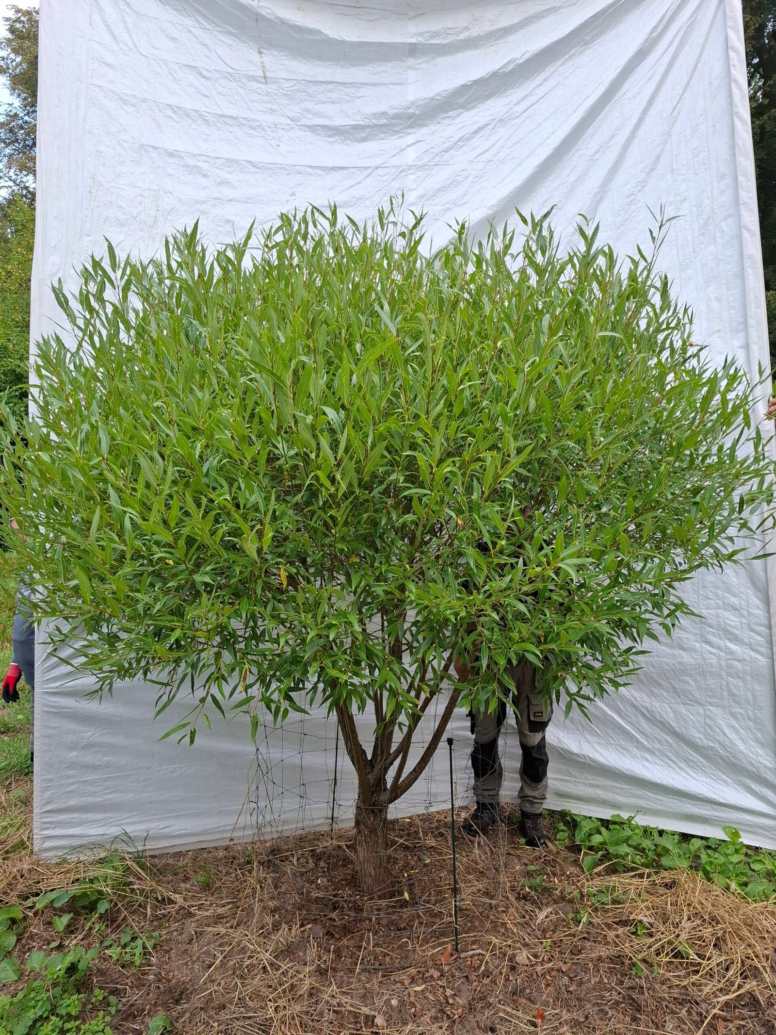 Skørpil 'Bullata' – nr. 26-240