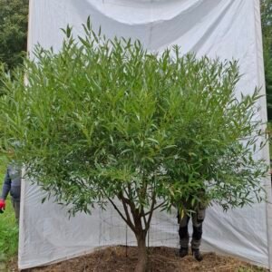 Skørpil 'Bullata' – nr. 26-241