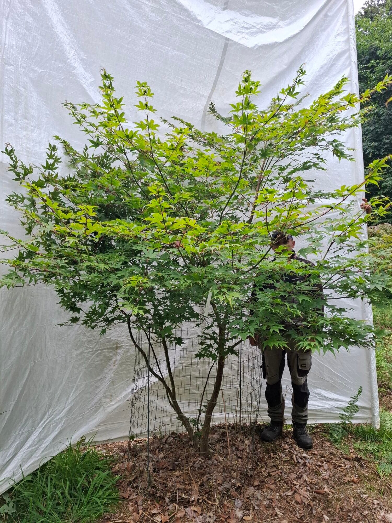 Japansk ahorn 'Osakazuki' - nr. 26-279