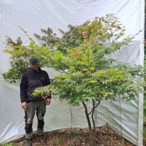 Japansk ahorn 'Osakazuki'  - nr. 26-280