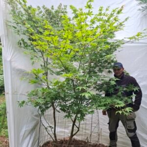 Japansk ahorn 'Osakazuki'  - nr. 26-282